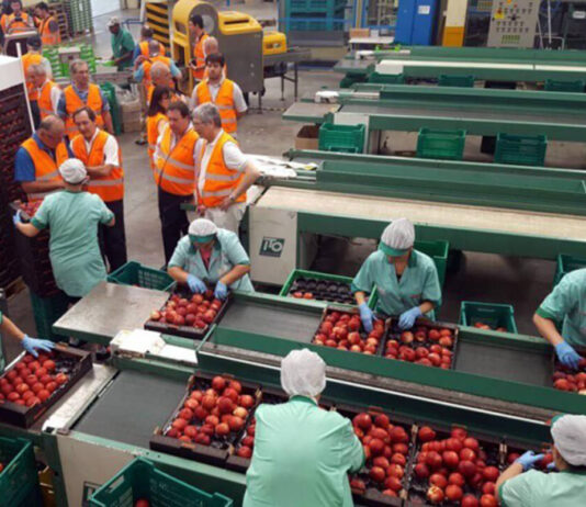 empacadores de frutas con o sin experiencia fruit packers