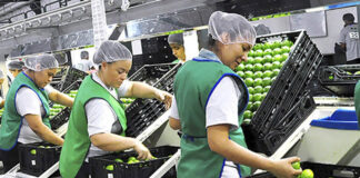 SE REQUIERE EMPACADORES/AS PARA INGRESO INMEDIATO, JORNADA COMPLETA 50 vacantes para empacadoras empacadores fruit balers and packers
