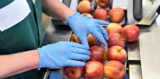 SE INCORPORA EMPACADORAS/ES DE FRUTA EN BODEGA, PAGOS SEMANALES EN EFECTIVO empacadores de fruta operario para almacen tareas de empcado fruit packers warehouse operator packing tasks