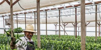 SE REQUIERE PERSONAL PARA FLORERÍA (CON O SIN EXPERIENCIA) VARIOS PUESTOS A CUBRIR. COMIENZO INMEDIATO trabajadores para floreria choferes operarios de almacen flower shop workers drives warehouse operator