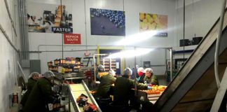 SE REQUIERE EMPACADORES PARA EL ÁREA DE FRUTAS Y VERDURAS, POSICIONES DISPONIBLES PARA COMENZAR DE INMEDIATO empacadores para fabrica de frutas y verduras packers for fruit and vegetable factories warehouse operator