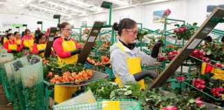 ESTAMOS SOLICITANDO PERSONAL PARA ALMACÉN DE FLORES, CON O SIN EXPERIENCIA (AMBOS SEXOS) ersonal femenino y masculino para almacen de flores female and male staff for flower store warehouse operator