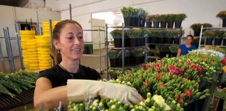 SE NECESITA PERSONAL PARA TRABAJO EN BODEGA DE FLORES (FEMENINO Y/O MASCULINO), CON O SIN EXPERIENCIA operarios de almacen bodega de flores Personnel Is Needed For Warehouse Work (Female and Male), With or Without Experience