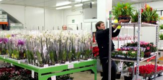SE INCORPORA PERSONAL PARA ALMACÉN DE FLORES CON O SIN EXPERIENCIA (FEMENINO Y/O MASCULINO) personal para almacen de flores staff for flower store warehouse de flores warehouse operator