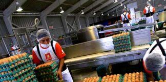 SOLICITAMOS OPERARIAS/OS DE EMPAQUE, JORNADA DE TRABAJO TIEMPO COMPLETO. BUEN SUELDO operarios de empaque de huevos egg packing workers empleo en costa Rica