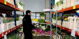 SE SOLICITA TRABAJADORES PARA BODEGA DE FLORES, JORNADA REGULAR Y OVERTIME. BUEN PAGO (CON O SIN EXPERIENCIA) trabajadores para almacen de flores flower warehouse staff warehouse workers
