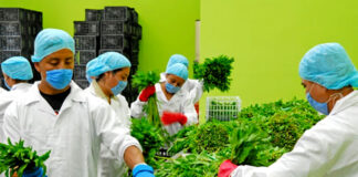 SE BUSCA TRABAJADORES PARA BODEGA DE FLORES Y VEGETALES (CON O SIN EXPERIENCIA), SE OFRECE TRABAJO PERMANENTE trabajadores para almacen warehouse de flores y vegetales operarios de produccion production operators flower and vegetable warehouse workers