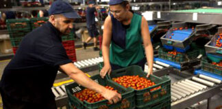 SE NECESITA TRABAJADORES PARA FABRICA DE VEGETALES, TAREAS GENERALES (3 VACANTES) trabajadores para fabrica de vegetales workers for vegetable factory