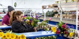 SE INCORPORA PERSONAL FEMENINO Y MASCULINO PARA ALMACÉN DE FLORES (CON O SIN EXPERIENCIA), DIFERENTES POSICIONES DISPONIBLES warehouse de flores trabajadores para almacen de flores operarios de almacen temporada del dia de las madres