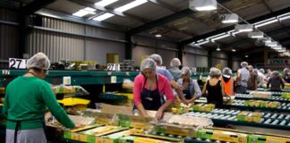 ESTAMOS CONTRATANDO EMPACADORAS/ES DE FRUTA CON O SIN EXPERIENCIA, JORNADA PART TIME O FULL TIME (HORARIOS FLEXIBLES) Fruit Packers empacadores de frutas female and male staff warehouse packers empacadores para bodega de frutas