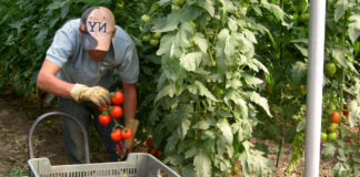 SE REQUIERE PEÓN AGRÍCOLA PARA TRABAJAR FINES DE SEMANA O POR HORAS, BUEN PAGO operario agricultor operator