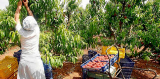 SE SOLICITA PERSONAL DE CAMPO PARA RECOLECCIÓN DE FRUTAS, INCORPORACIÓN INMEDIATA personal para recoleccion de frutas fruit picking staff