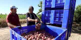 SE REQUIERE EMPLEADO/PEÓN DE CAMPO PARA TAREAS AGRÍCOLAS, DISPONIBILIDAD INMEDIATA Empleados agricolas employees