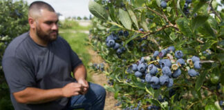 SE BUSCA PEÓN AGRÍCOLA PARA TAREAS DE RECOLECCIÓN DE ARÁNDANOS, CON DISPONIBILIDAD INMEDIATA empleado agricultor