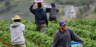 SE BUSCA EMPLEADO PARA LABORES VARIAS DEL CAMPO, CONTRATO TEMPORAL POR HORAS empleado para labores generales del campo peon para finca employee for general labors of the field peon for farm