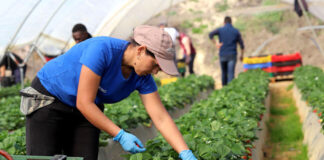 SE NECESITA CAPATAZ AGRÍCOLA PARA FINCA (HOMBRE Y/O MUJER), CONTRATO TEMPORAL empleados agricolas capataz agricola hombre y mujer farm employees farm foreman man and woman