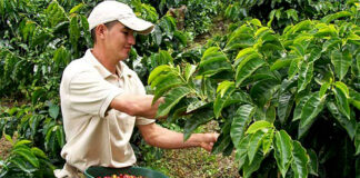 SE SOLICITA PEÓN AGRÍCOLA PARA TRABAJAR EN FINCA, SE OFRECE VIVIENDA Y BUEN PAGO peón de campo