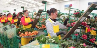 SE SOLICITA PERSONAL PARA ALMACÉN DE FLORES, PARA TRABAJAR 3 DÍAS POR SEMANA JORNADA PARCIAL personal para almacen de flores staff for flower store