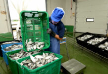 SE BUSCAN 50 RECORTADORES/AS Y PROCESADORES/AS DE PESCADO PARA ALABAMA CATFISH EN UNIONTOWN, ALABAMA (SIN EXPERIENCIA, H-2A TEMPORAL), 40 HORAS SEMANALES. PAGO DE $11.85 POR HORA empacador para fabrica de pescado packers for fish factory