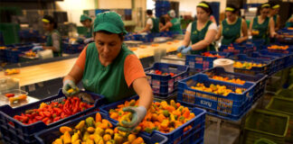 SE REQUIEREN EMPACADORES DE FRUTAS Y VERDURAS PARA ALMACÉN AGRÍCOLA, FULL TIME empacadora de furtas y vegetales packer vegetal fruts