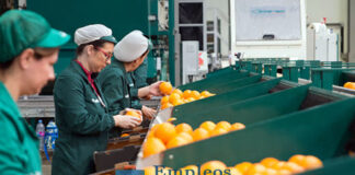 SE NECESITAN ENCAJADORAS DE FRUTAS PARA IMPORTANTE EMPRESA DE EXPORTACIÓN, MÍNIMA EXPERIENCIA. CONTRATO TEMPORAL encajadoras de frutas seleccion y empaque de frutas en españa Fruit packers selection and packaging of fruits in Spain