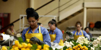 SE SOLICITAN TRABAJADORES/AS PARA EMPRESA DE FLORES, JORNADAS PART TIME Y FULL TIME personal de produccion para empresa de flores production staff for flower company
