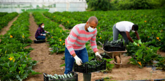 SE REQUIEREN TRABAJADORES PARA RECOLECCIÓN DE FRUTAS EN CAMPO, MÍNIMA EXPERIENCIA recolector de frutas fruit pickers