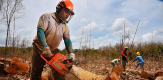 SE BUSCAN TRABAJADORES DE CAMPO/SIERREROS (CON O SIN EXPERIENCIA). SE OFRECE PAGOS SEMANALES, ALOJAMIENTO Y ALIMENTACIÓN trabajadores de campo sierreros cosecha division forestal field workers saws harvest forestry division
