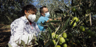 campaña aceitura trabajadores recolectores de aceituna olive harvesting workers campaign