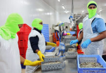 SE SOLICITAN 25 PROCESADORES DE CAMARÓN Y MARISCOS EN CAROLINA DEL NORTE (NO REQUIERE EXPERIENCIA). PAGO $11.81 POR HORA empacadores de mariscos empacadores sin experiencia seafood packers Procesador de mariscos en Carolina del Norte