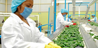 SE BUSCAN EMPACADORES DE VEGETALES (HOMBRES Y/O MUJERES), PART TIME Y FULL TIME empacadores de vegetales vegetable packers