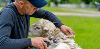SE REQUIEREN ESQUILADORES DE OVEJAS (HOMBRE Y/O MUJER) CON O SIN EXPERIENCIA, JORNADA COMPLETA esquiladores de ovejas sheep shearers