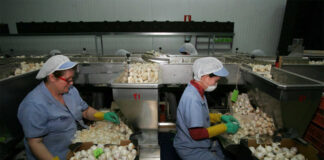 SE REQUIEREN TRABAJADORES PARA LA PELA DE AJOS (H/M) CON O SIN EXPERIENCIA, TRABAJO POR HORAS peladores de ajo garlic peelers