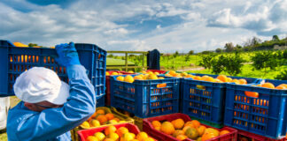 SE REQUIERE PERSONAL PARA FINCA, TRABAJO EN CAMPO Y EN PLANTA DE PRODUCCIÓN. VARIOS PUESTOS DISPONIBLES personal para finca agricultora staff on farm