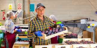 trabajadores para seleccion de frutas y verduras workers for selection of fruits and vegetables
