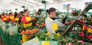 SE BUSCA PERSONAL PARA ALMACÉN DE FLORES, SIN EXPERIENCIA (HOMBRES Y MUJERES). TURNOS DISPONIBLES MAÑANA, TARDE Y NOCHE Personal Para Almacén de Flores, Vegetales y Frutas Personnel For Flower, Vegetable and Fruit Warehouse