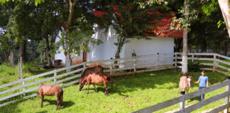 SE SOLICITA TRABAJADOR/AYUDANTE PARA CUIDADO DE CABALLOS, JORNADA PART TIME Trabajador Ayudante Para Cuidado de Caballos Assistant Horse Care Worker male staff