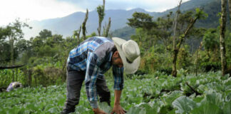 SE NECESITA PEÓN AGRÍCOLA PARA TAREAS GENERALES EN FINCA, SE OFRECE BUEN SUELDO MAS BENEFICIOS operario agricultor Agricultural worker