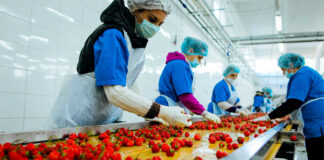 SE REQUIERE PEÓN AGRARIO (H/M) PARA RECOLECCIÓN Y ENVASADO DE VEGETALES, JORNADA COMPLETA TURNOS MAÑANA/TARDE peon agrario agrarian pawn