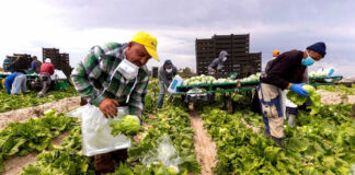SE NECESITAN TRABAJADORES DE PRODUCCIÓN AGRÍCOLA (HOMBRES Y MUJERES). TRABAJO POR HORAS, TIEMPO PARCIAL O COMPLETO personal de produccion agricola agricultural production staff