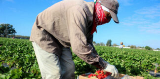 SE NECESITAN RECOLECTORES DE FRESAS (HOMBRES Y MUJERES), EN DIFERENTES FINCAS. TRABAJO POR HORAS, 5 VACANTES recolectores de fresas strawberry pickers