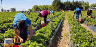 SOLICITAMOS TRABAJADORES DE COSECHA (HOMBRES Y MUJERES), JORNADA PART TIME 3 DÍAS A LA SEMANA trabajadores para cosecha harvest workers hombres y mujeres
