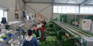 SE NECESITAN TRABAJADORES PARA EMPAQUE DE VEGETALES (HOMBRES Y MUJERES), FULL TIME DE LUNES A VIERNES trabajadores para eempaque de Vegetales workers for packing vegetables