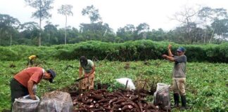 SE NECESITAN OPERARIOS DE PRODUCCIÓN Y PELADORES DE YUCA, TIEMPO PARCIAL Y COMPLETO Operarios de produccion y peladores de yuca Cassava production workers and peelers