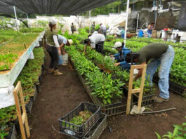 Trabajadores para invernadero greenhouse workersAyudantes de producción para vivero Nursery production assistants female and male staff personal masculino y femenino