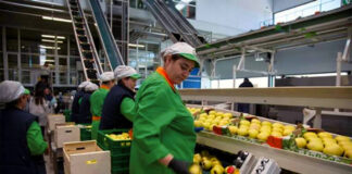 SE PRECISAN ENVASADORAS DE FRUTAS (50 PUESTOS DISPONIBLES), TIEMPO PARCIAL Y COMPLETO envasadoras de frutas hombres y mujeres fruit packers men and women