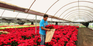 SE NECESITAN AYUDANTES PARA VIVERO SIN EXPERIENCIA (HOMBRES Y MUJERES), FULL TIME. SE OFRECE BUEN PAGO Y SEGURO MEDICO personal para vivero hombres y mujeres labor general nursery staff men and women general labor