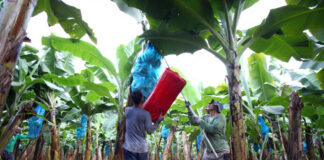 SE BUSCAN TRABAJADORES PARA FINCA PRODUCTORA DE BANANO, COMIENZO INMEDIATO. PERSONAS RESPONSABLES Y PROACTIVAS trabajadores para finca de bananas labores de embolse daypa workers for banana farm daypa bagging work