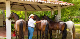 SE SOLICITA TRABAJADOR PARA GRANJA DE CABALLOS (CON O SIN EXPERIENCIA), PART TIME Y FULL TIME DE LUNES A VIERNES Trabajador para granja de caballos trabajador para cuidado de caballos horse care worker Horse Caretaker cuidador de caballos personal