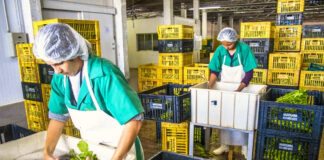 SE BUSCA PERSONAL PARA LABOR GENERAL EN ALMACÉN DE VERDURAS (HOMBRES Y MUJERES), FULL TIME personal para labor general en almacen de verduras staff for vegetable storage